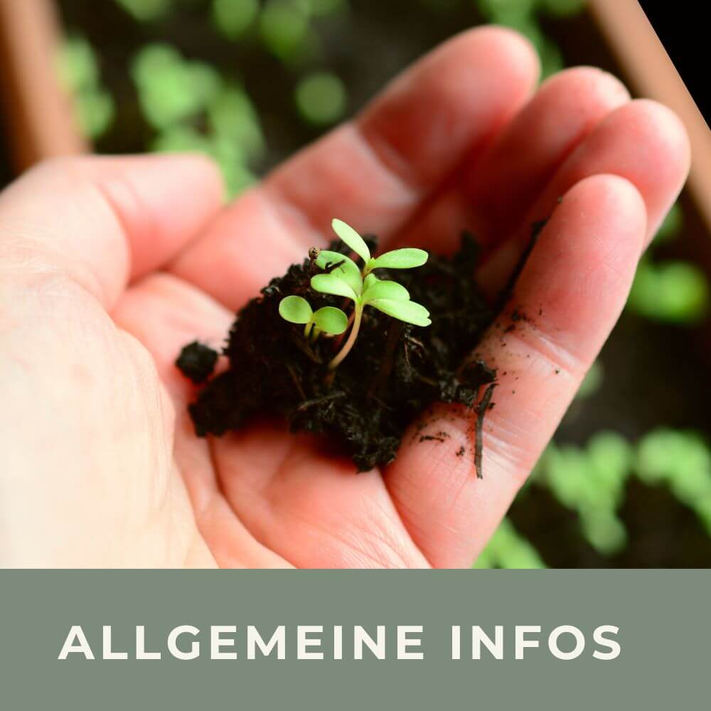 Zu den allgemeinen Anzucht-Infos für Saatkapseln