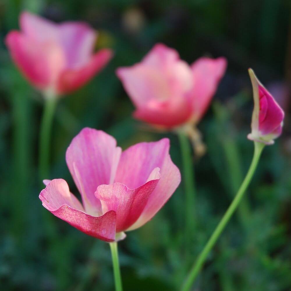 Bio Goldmohn der alten Sorte Karminkönig