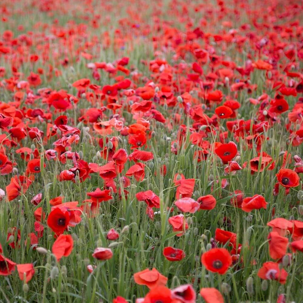 Bio Roter Klatschmohn, alte Sorte