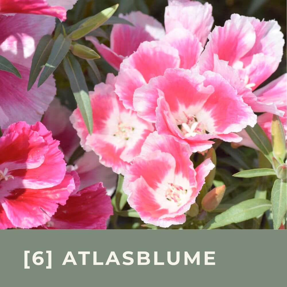 Zur Anzuchtanleitung für Atlasblume Azaleenschau