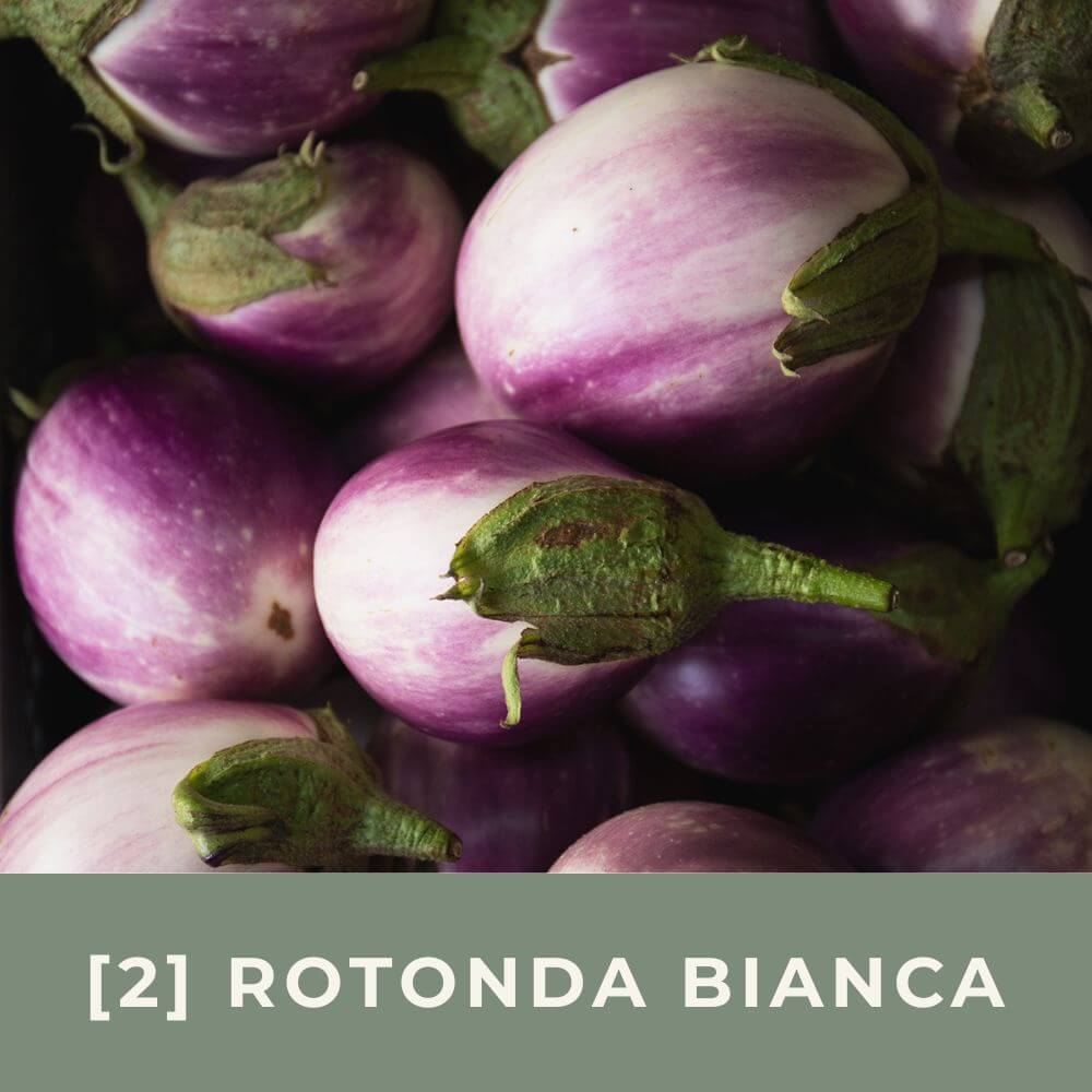 Zur Anzuchtanleitung für Aubergine Rotonda Bianca Sfumata di Rosa