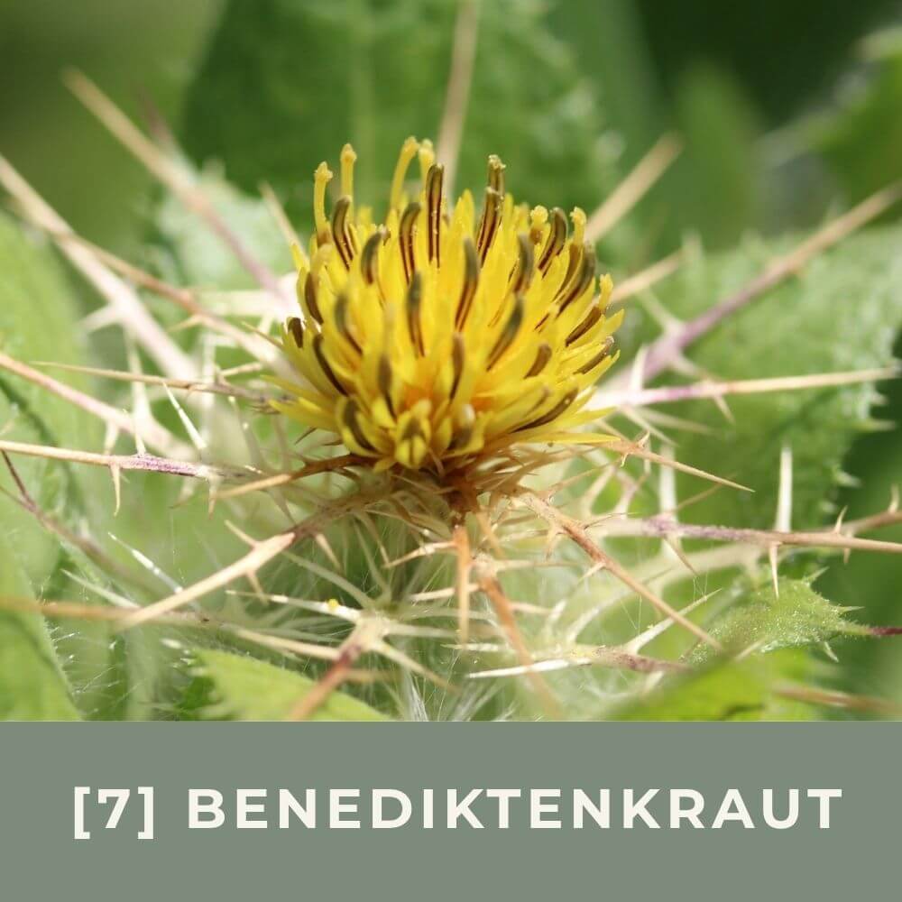 Zur Anzuchtanleitung für Benediktenkraut