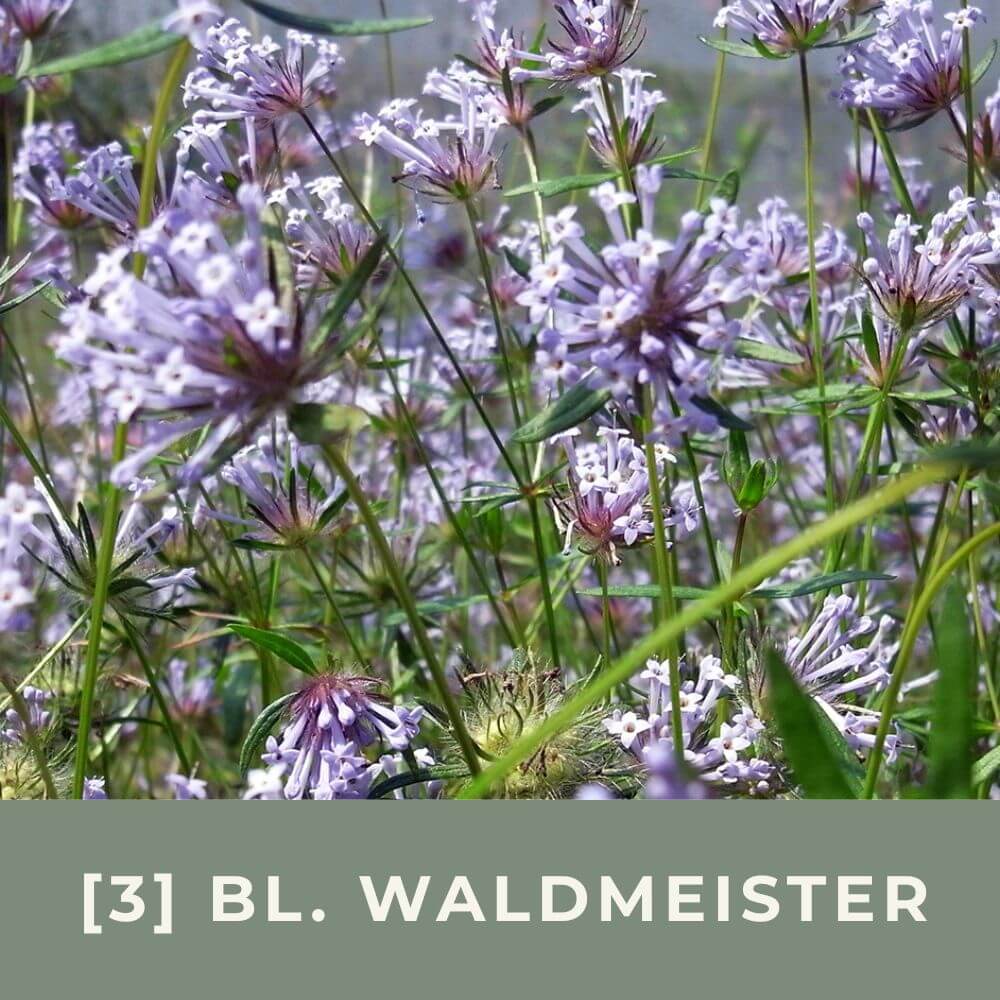 Zur Anzuchtanleitung für Blauen Waldmeister