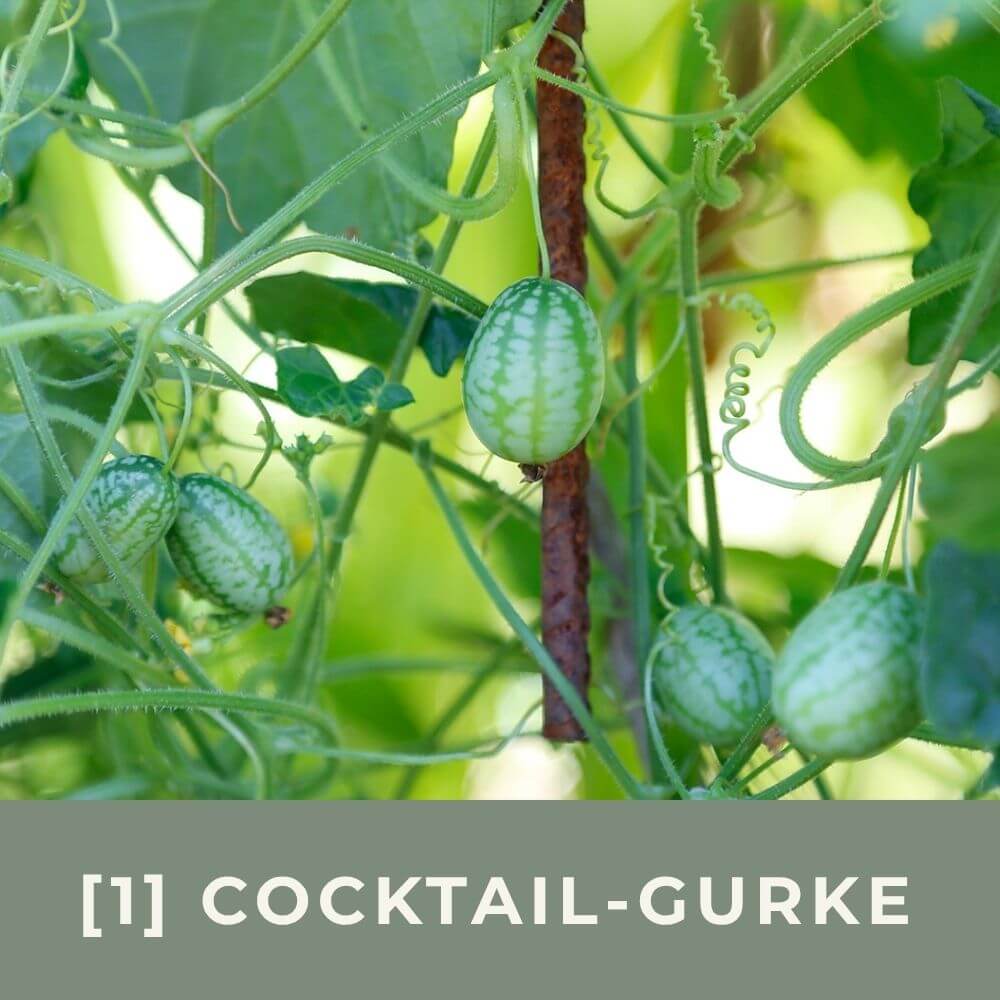 Zur Anzuchtanleitung für Cocktail-Gurke Melothria