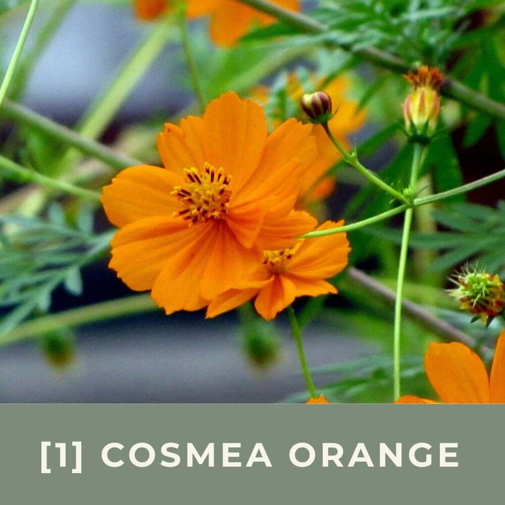 Zur Anzuchtanleitung für Cosmea Orange