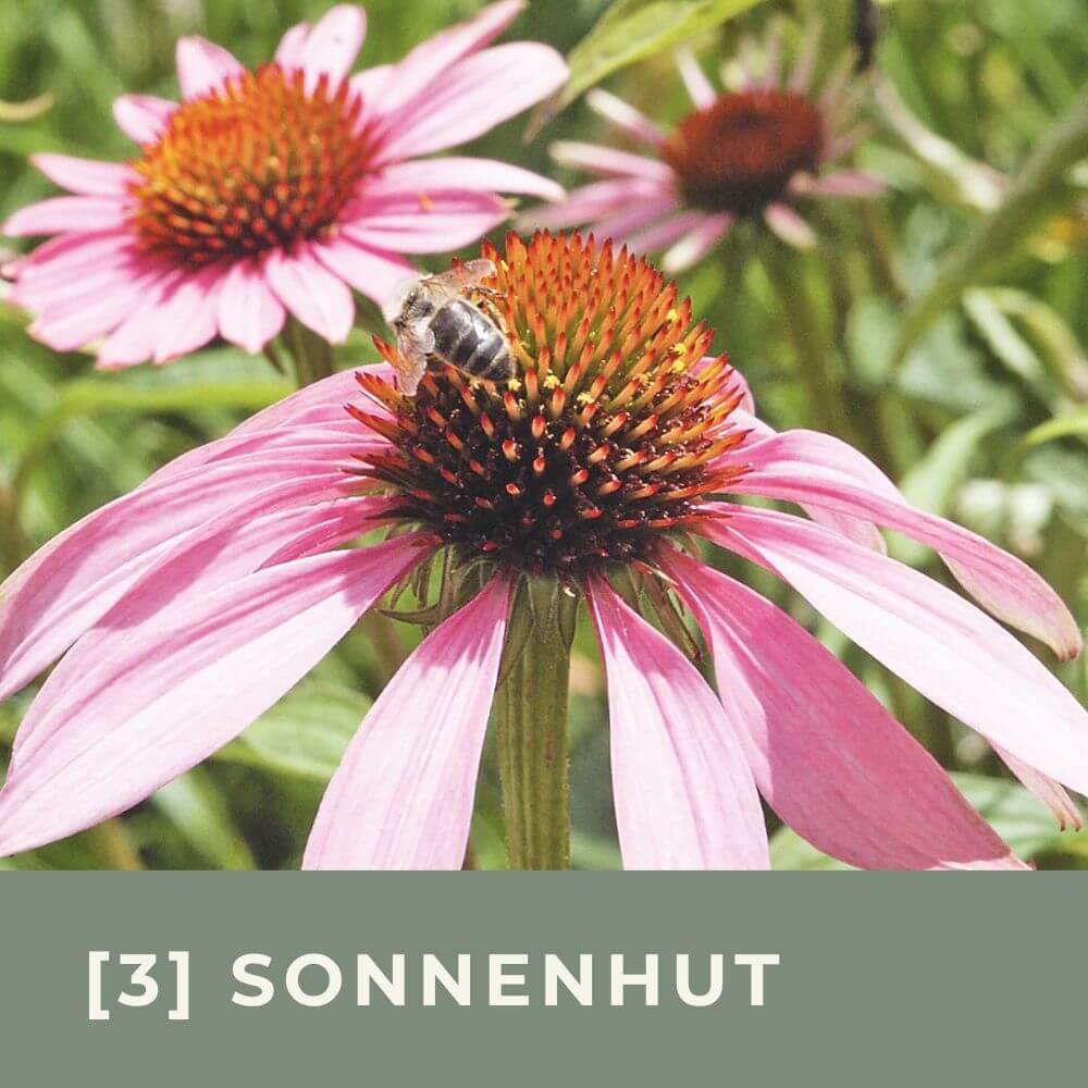 Zur Anzuchtanleitung für den Roten Sonnenhut