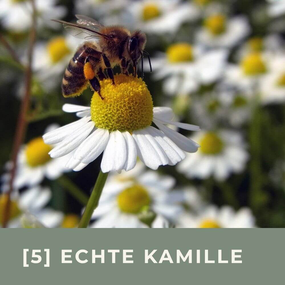 Zur Anzuchtanleitung für Echte Kamille