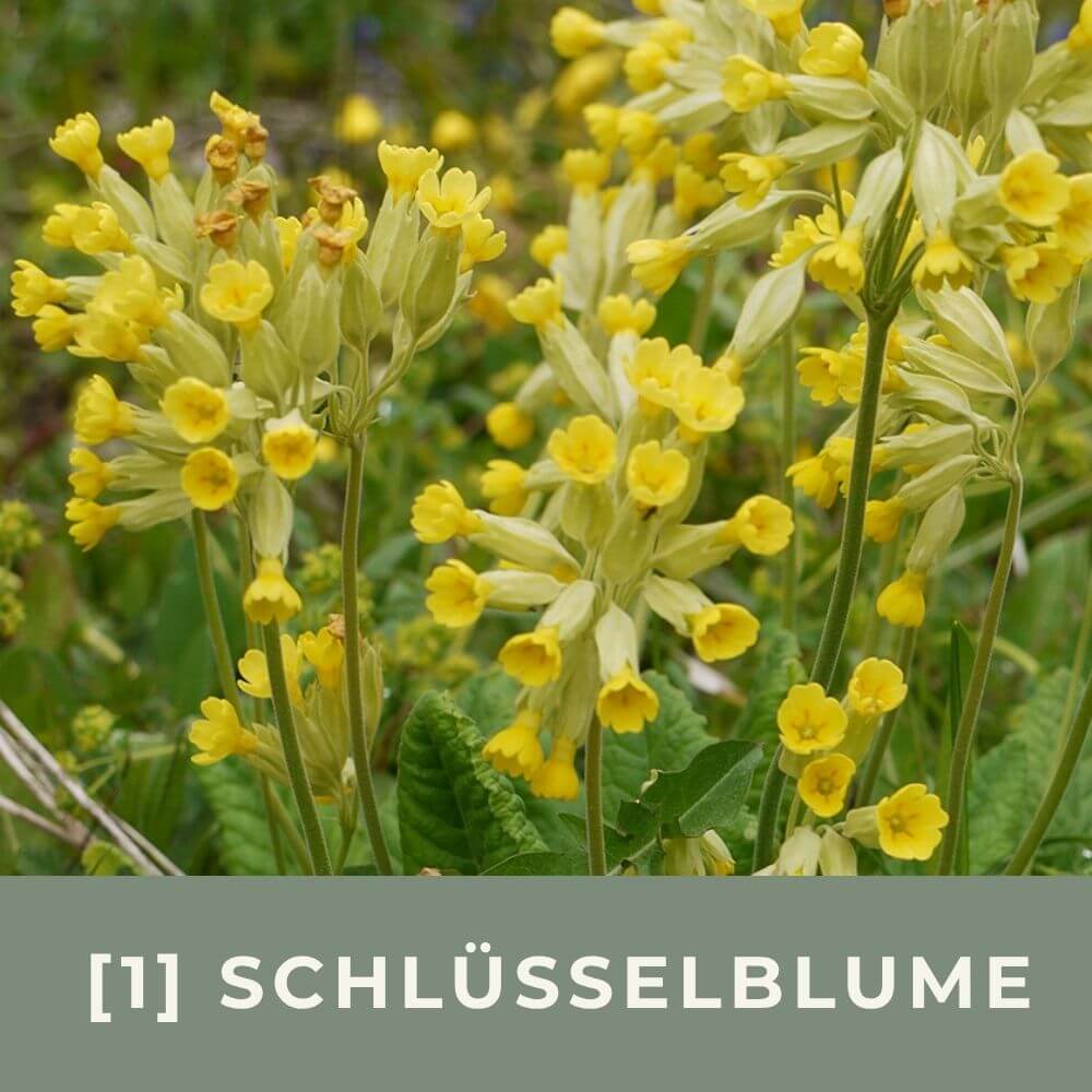Zur Anzuchtanleitung für die Echte Schlüsselblume