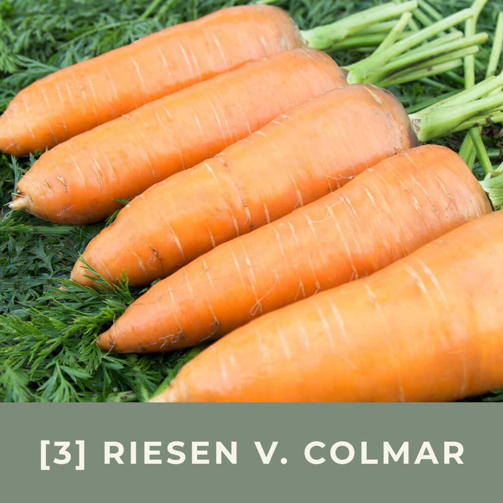 Zur Anzuchtanleitung für Gelbe Rübe Riesen von Colmar