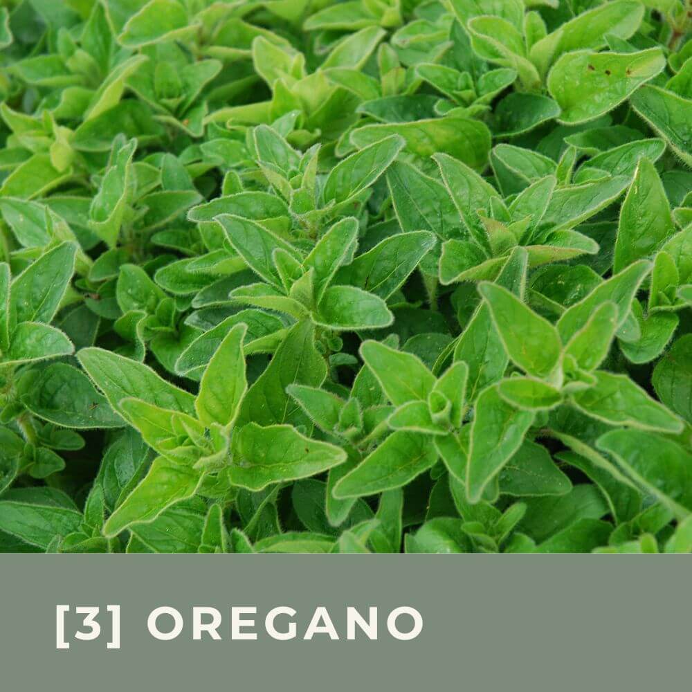 Zur Anzuchtanleitung für Griechischen Oregano