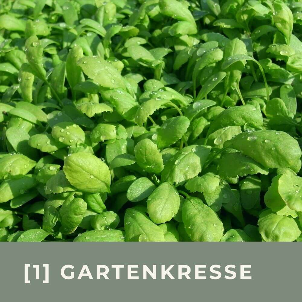 Zur Anzuchtanleitung für die Grossblättrige Gartenkresse