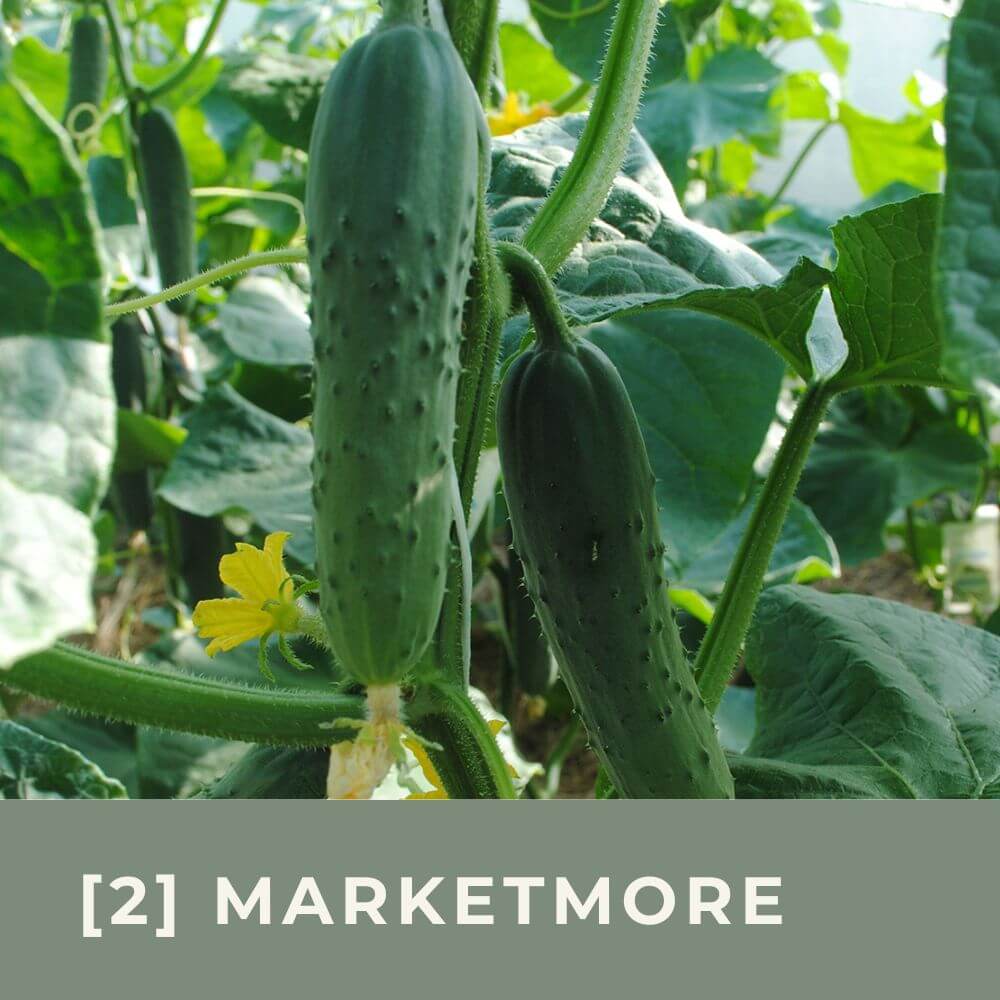 Zur Anzuchtanleitung für Gurke Marketmore