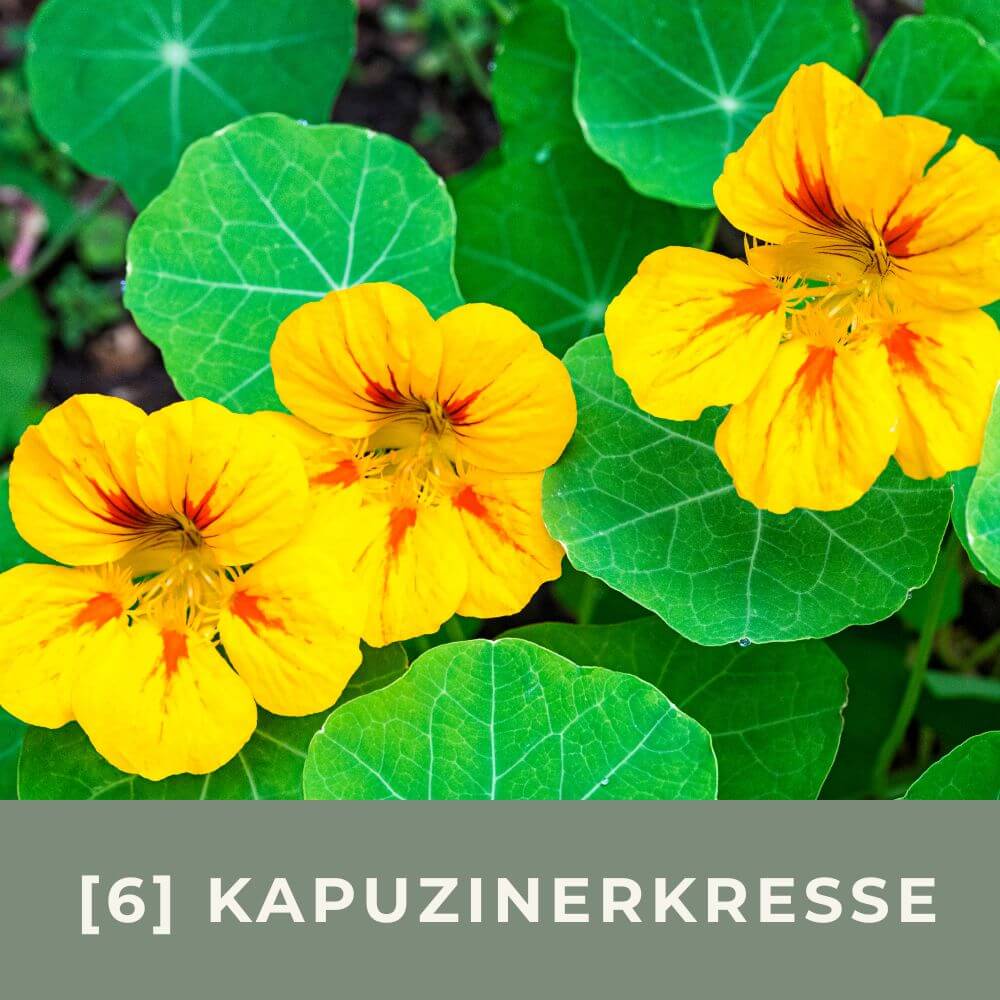 Zur Anzuchtanleitung für Kapuzinerkresse