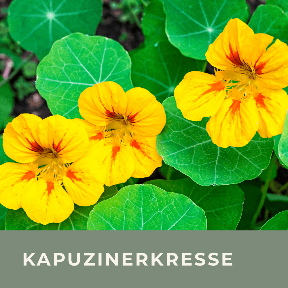 Zur Anzuchtanleitung für Kapuzinerkresse