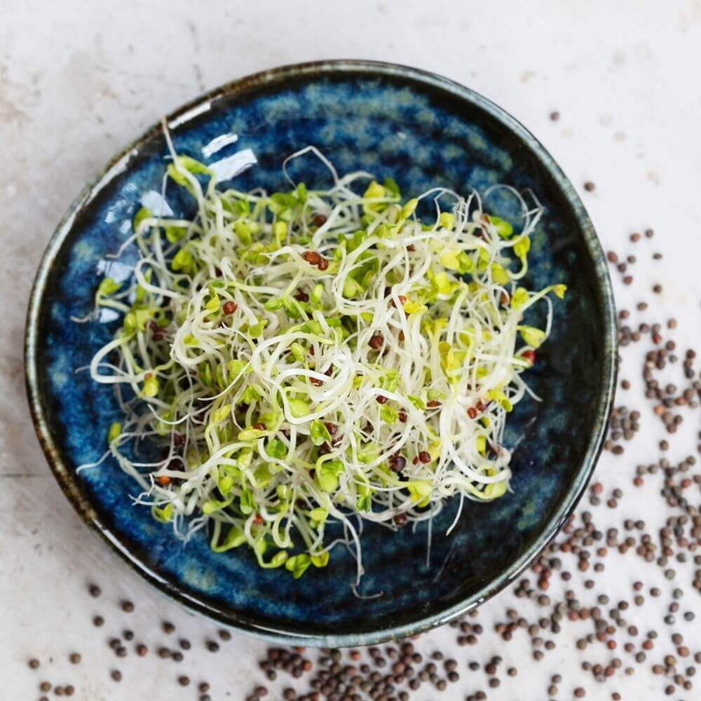 Bio Keimsprossen Cima di rapa