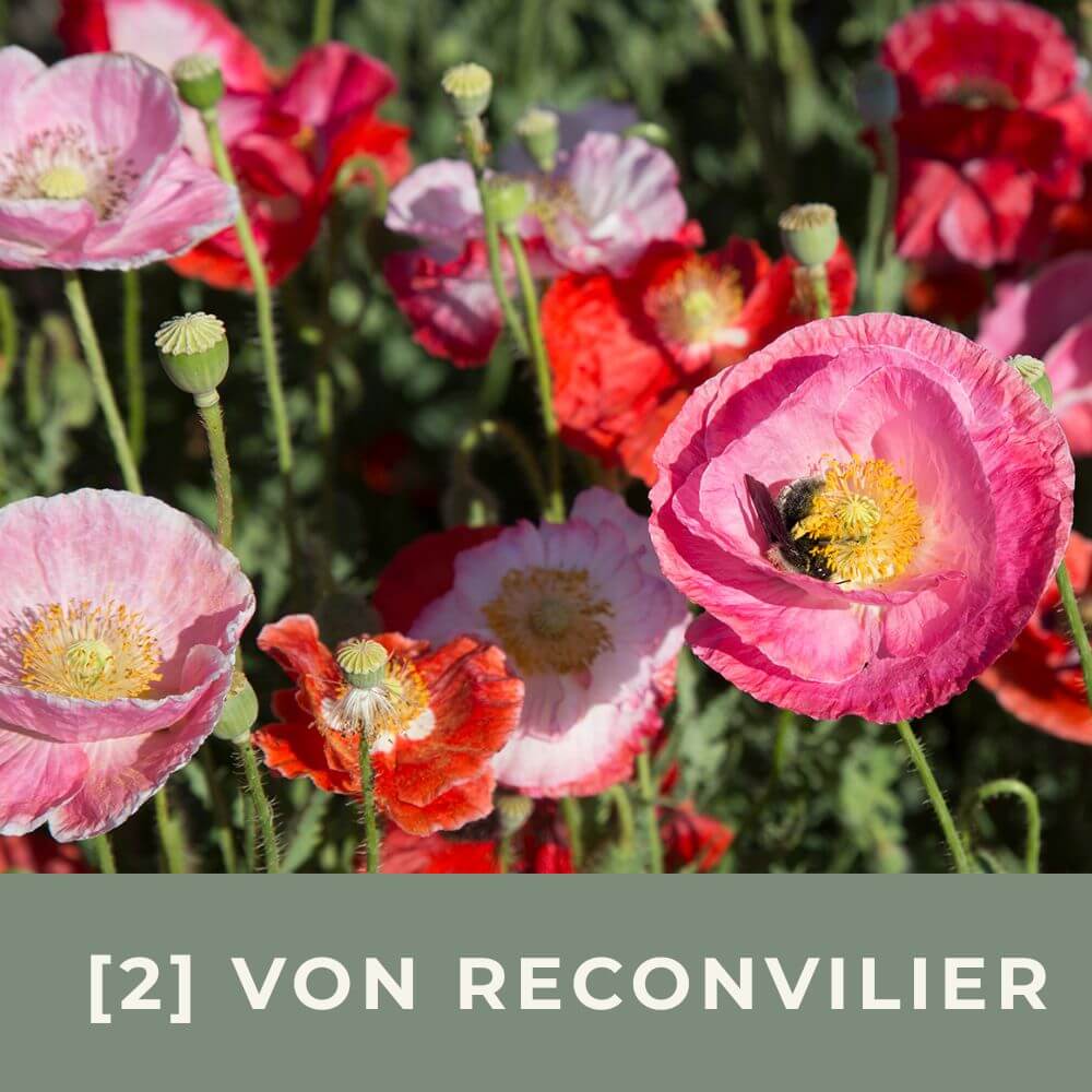 Zur Anzuchtanleitung für Mohn von Reconvilier