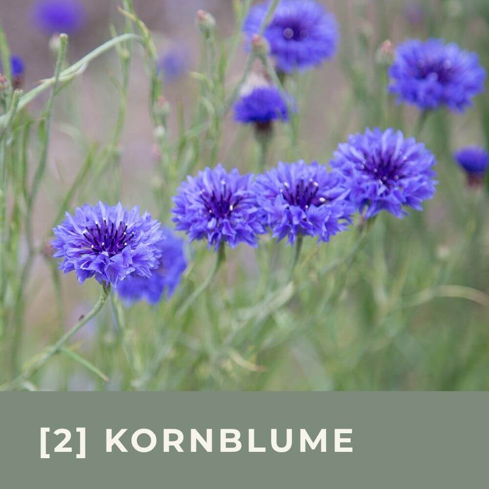 Zur Anzuchtanleitung für Mexikanische Sonnenblume Torch