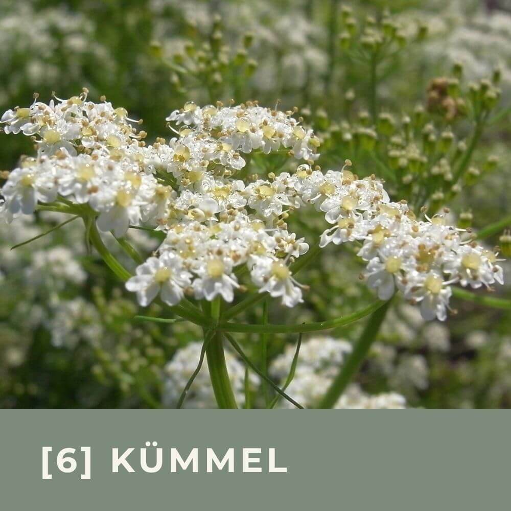 Zur Anzuchtanleitung für Kümmel