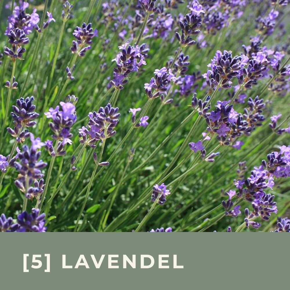Zur Anzuchtanleitung für Lavendel