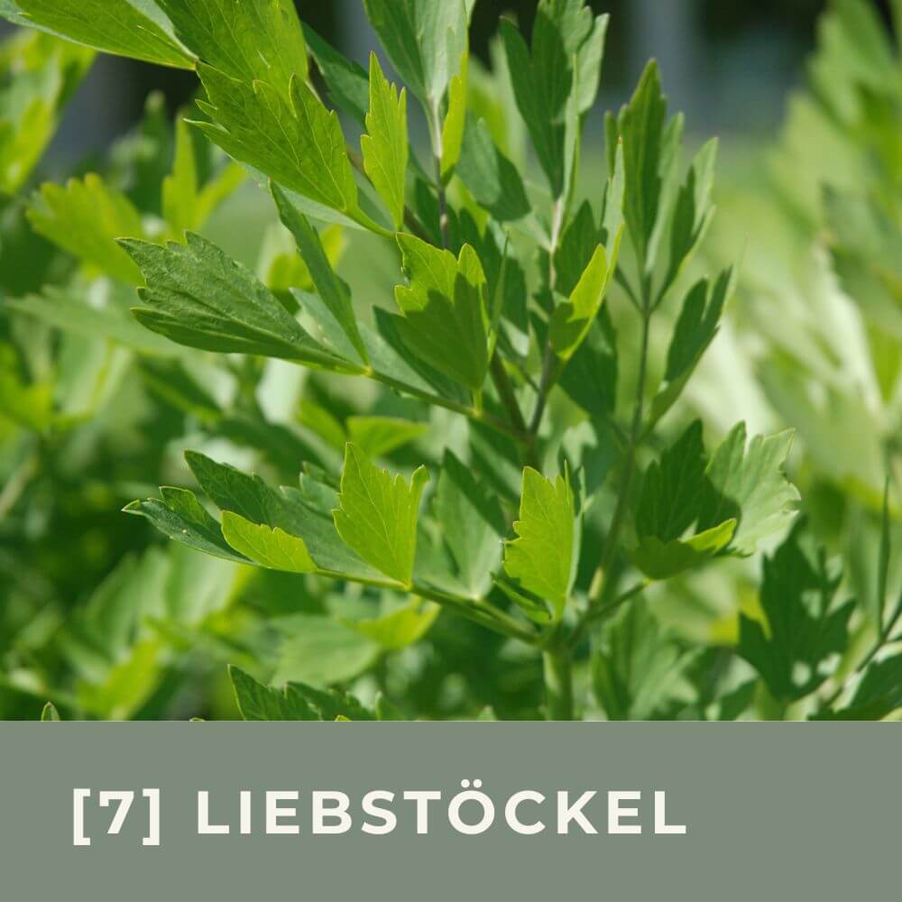 Zur Anzuchtanleitung für Liebstöckel