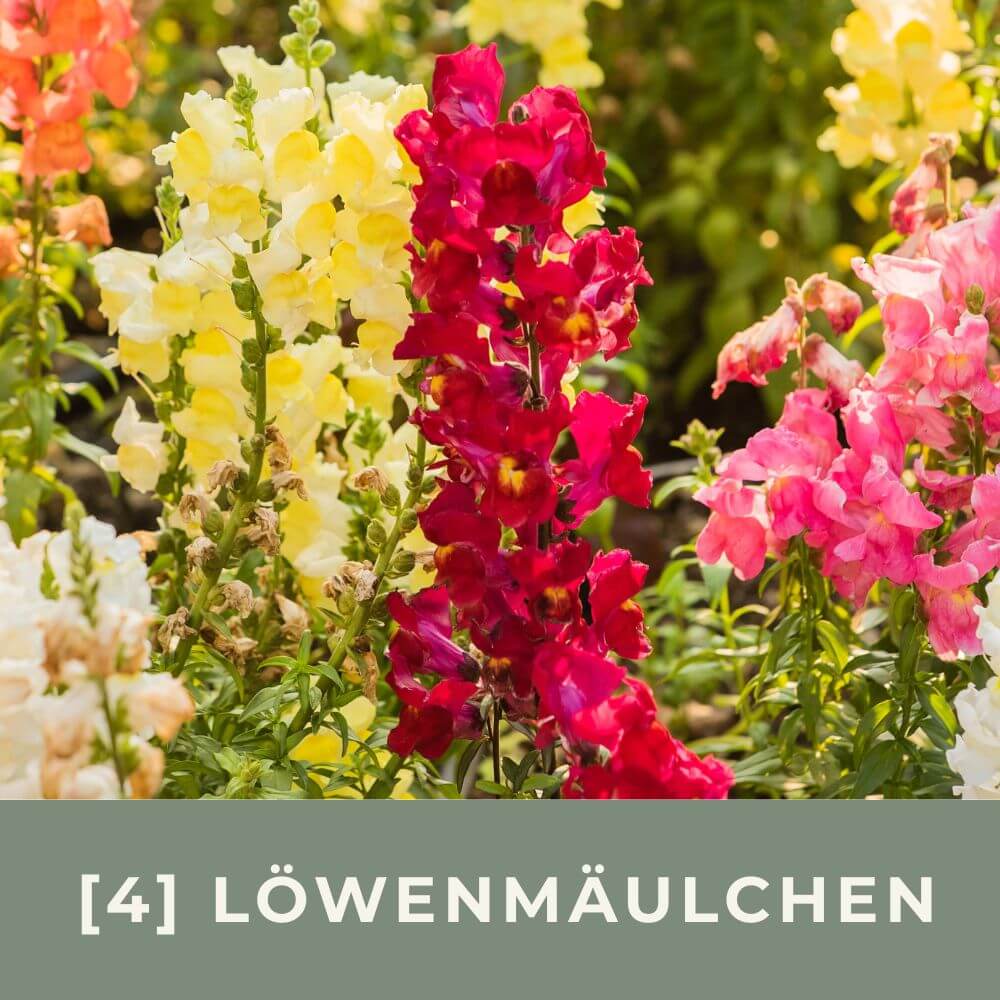 Zur Anzuchtanleitung für Löwenmäulchen