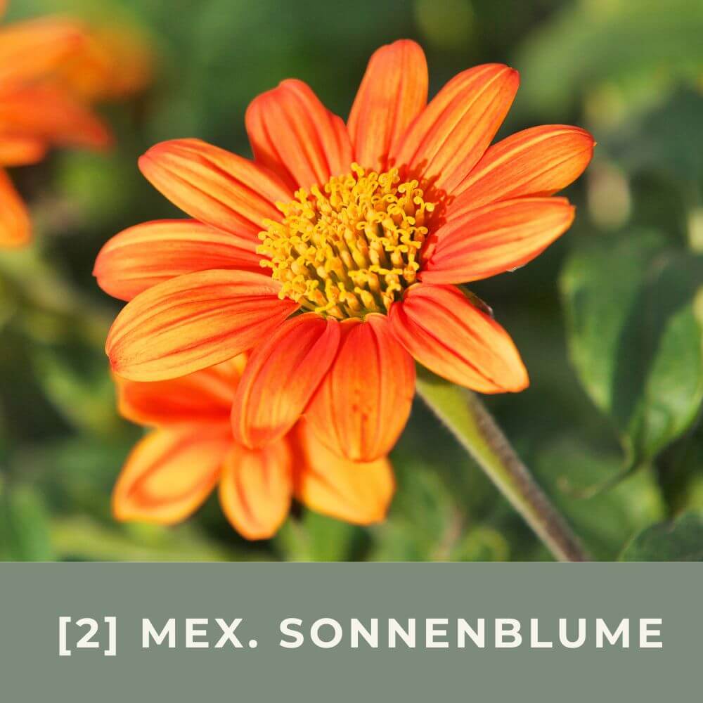 Zur Anzuchtanleitung für Mexikanische Sonnenblume Torch