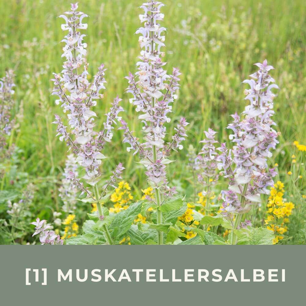 Zur Anzuchtanleitung für Muskatellersalbei