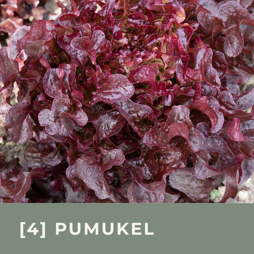 Zur Anzuchtanleitung für Pflücksalat Pumukel