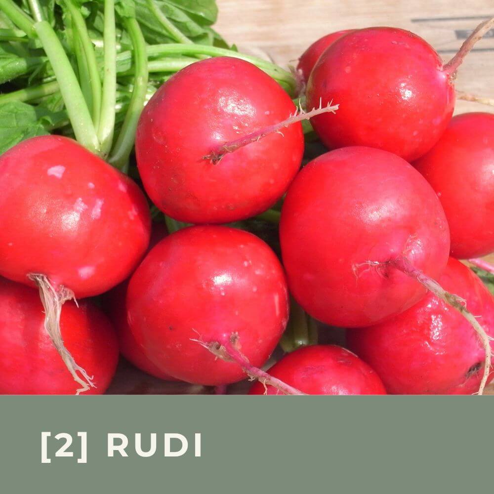 Zur Anzuchtanleitung für Radieschen Rudi