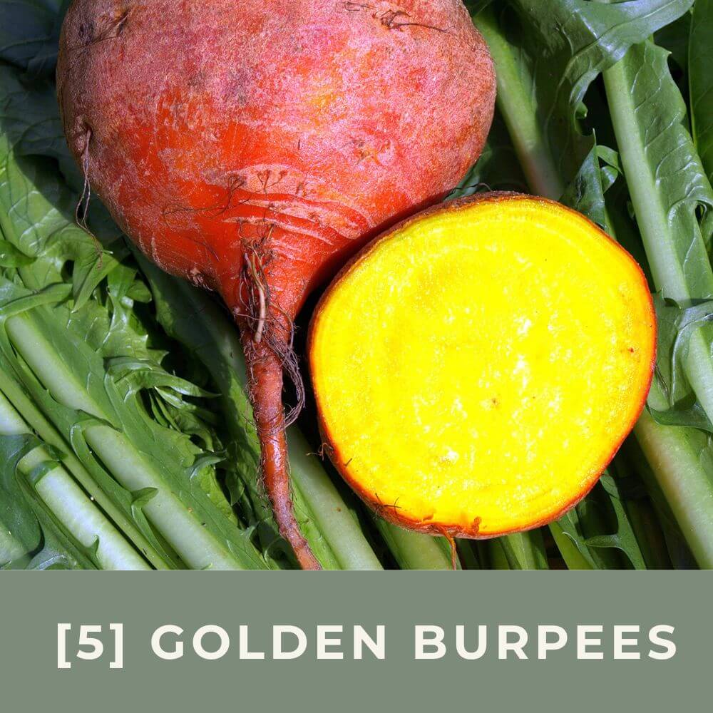 Zur Anzuchtanleitung für Randig Golden Burpees
