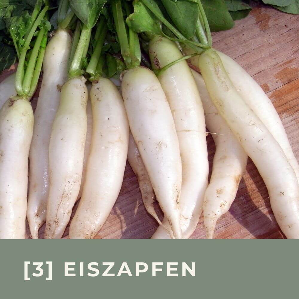 Zur Anzuchtanleitung für Rettich Eiszapfen