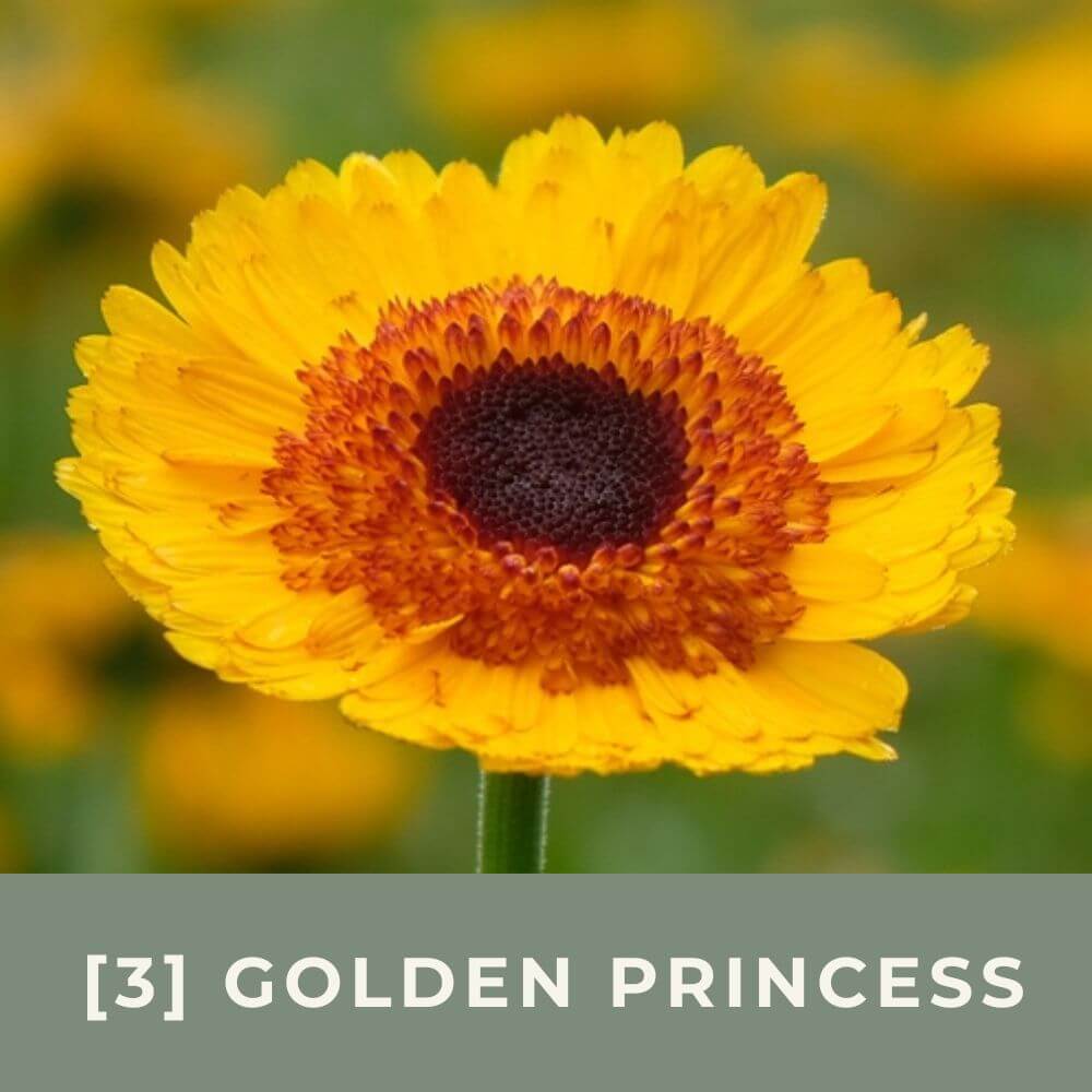 Zur Anzuchtanleitung für Ringelblume Golden Princess Black Center