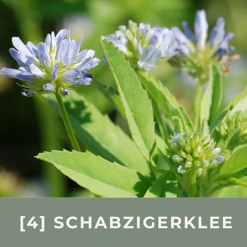 Zur Anzuchtanleitung für Schabzigerklee