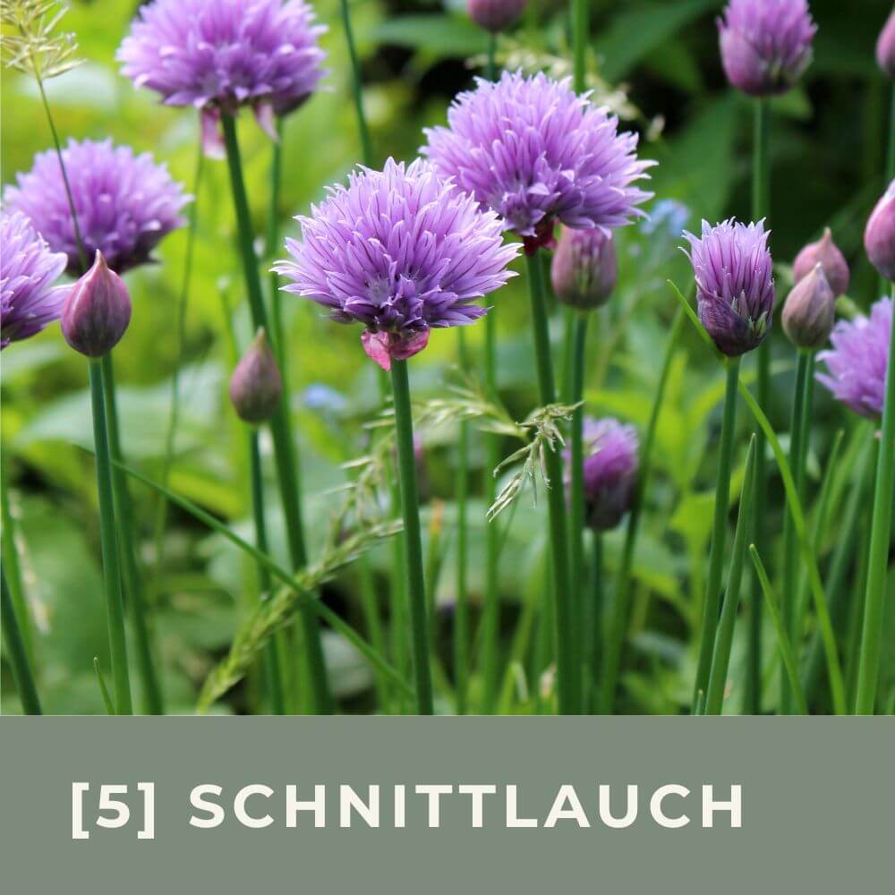 Zur Anzuchtanleitung für Schnittlauch Polyvit