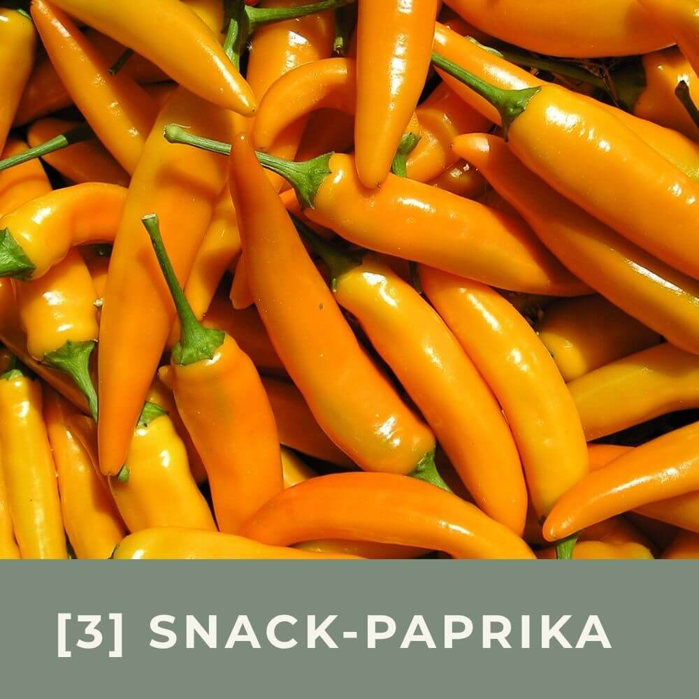 Zur Anzuchtanleitung für Snack-Paprika Tequila Sunrise