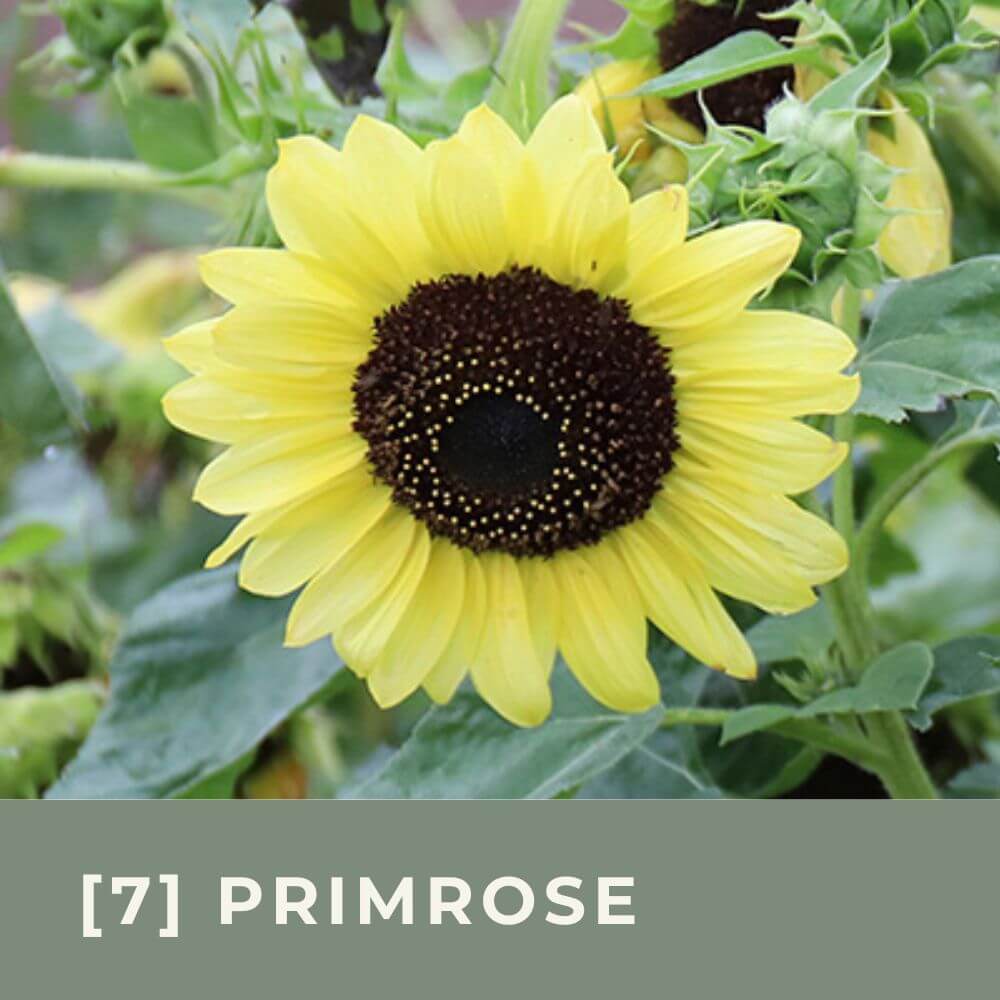 Zur Anzuchtanleitung für Sonnenblume Primrose