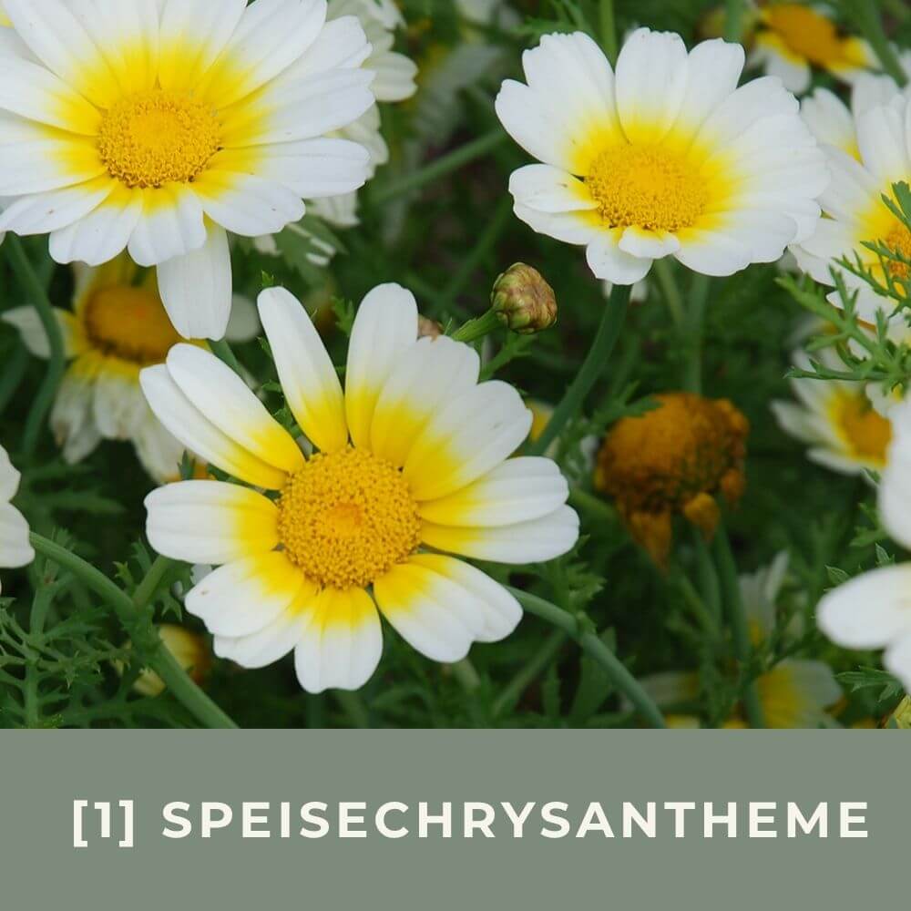 Zur Anzuchtanleitung für Muskatellersalbei