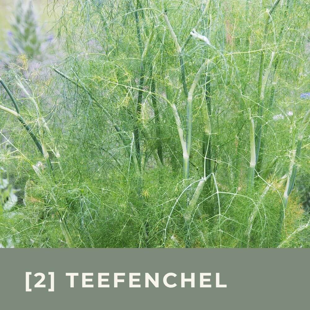 Zur Anzuchtanleitung für Teefenchel