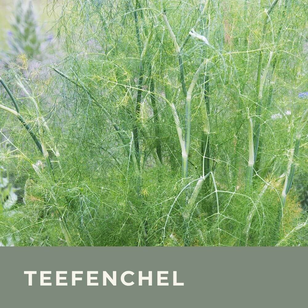 Zur Anzuchtanleitung für Teefenchel