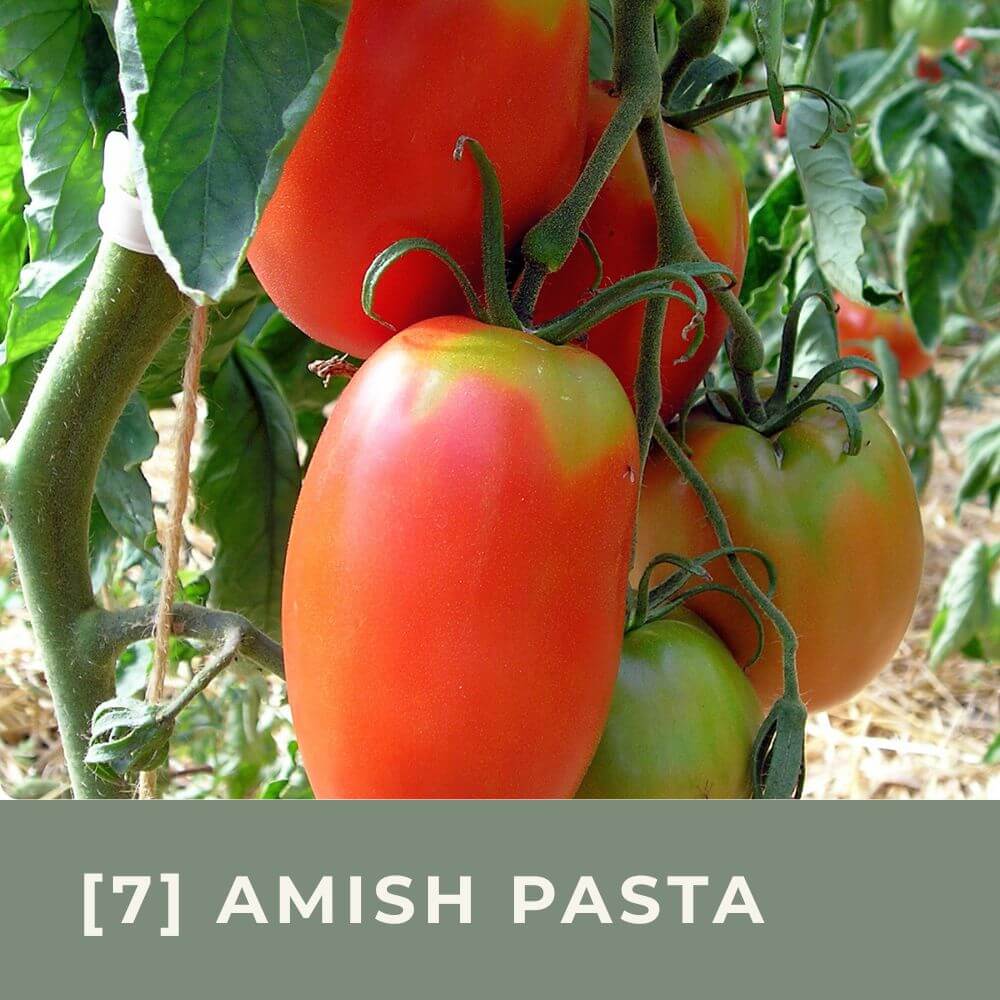 Zur Anzuchtanleitung für Tomate Amish Pasta