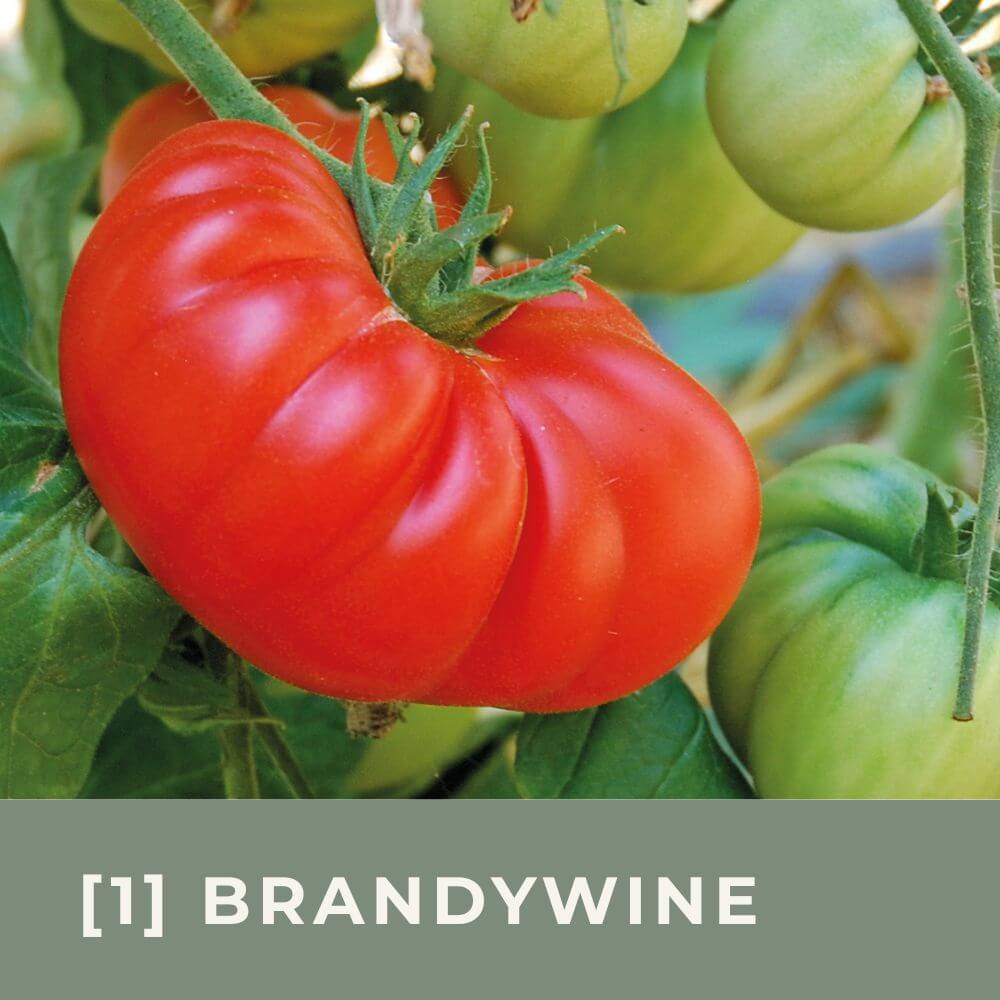 Zur Anzuchtanleitung für Tomate Brandywine