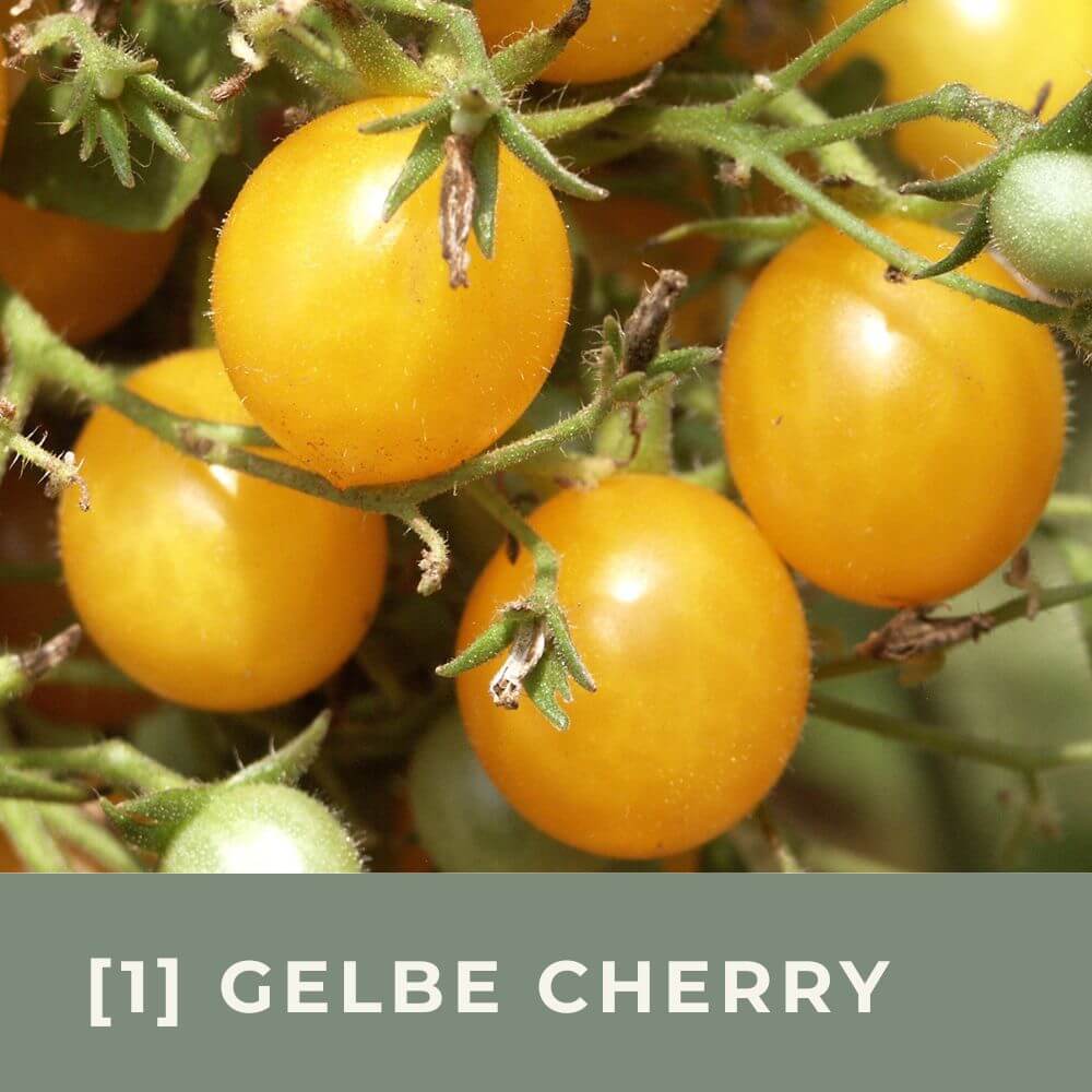 Zur Anzuchtanleitung für Tomate Gelbe Cherry