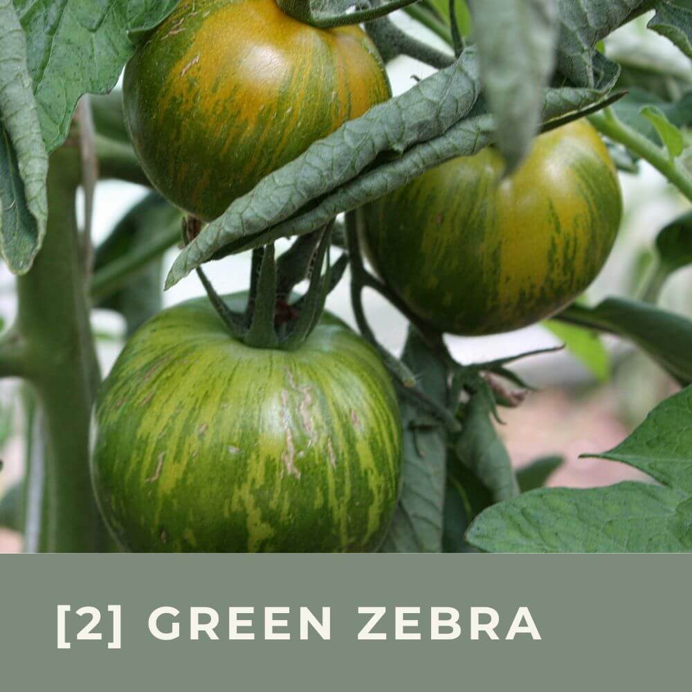 Zur Anzuchtanleitung für Tomate Green Zebra