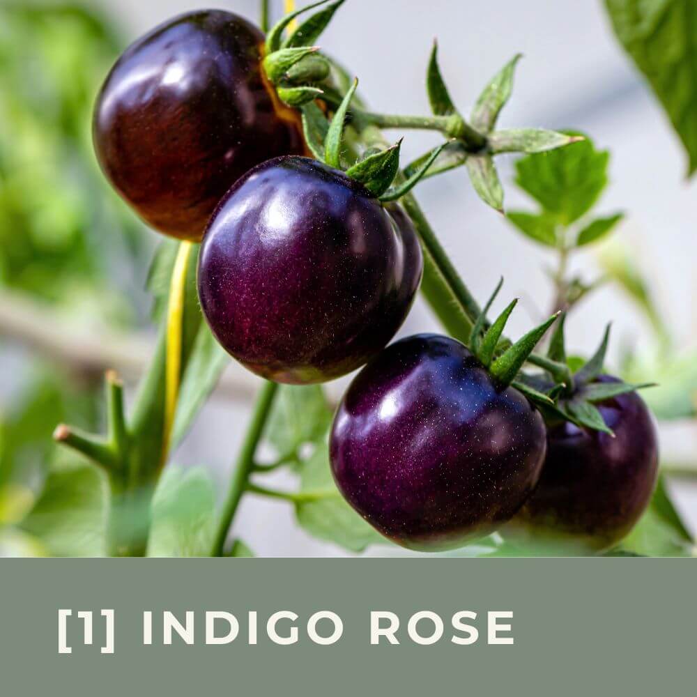 Zur Anzuchtanleitung für Tomate Indigo Rose
