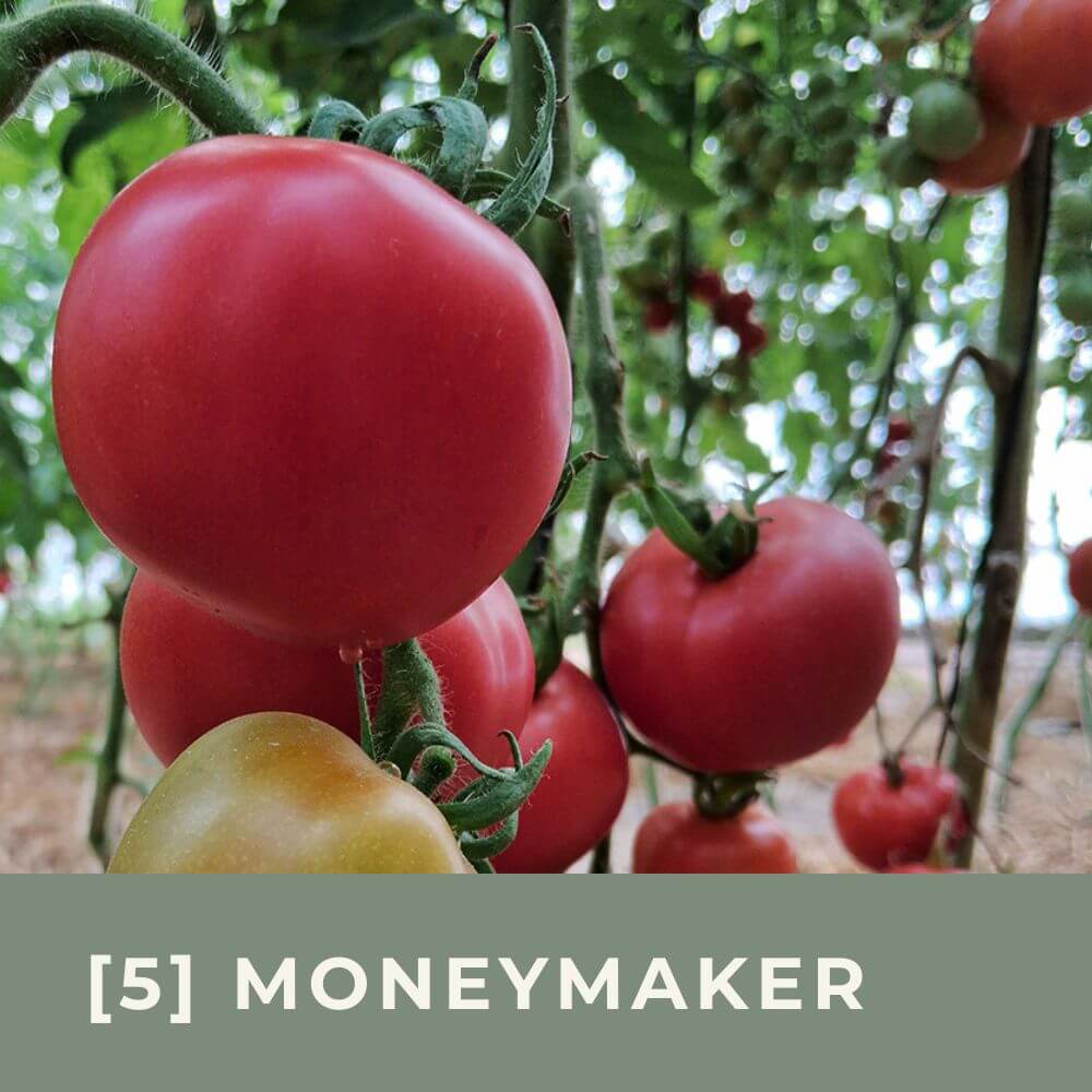 Zur Anzuchtanleitung für Tomate Moneymaker
