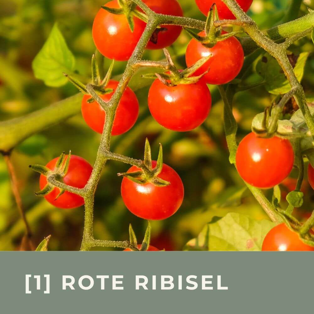 Zur Anzuchtanleitung für Tomate Rote Ribisel