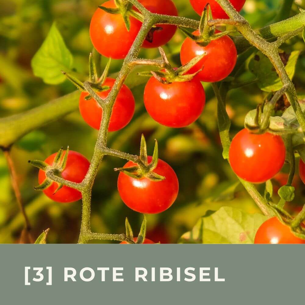 Zur Anzuchtanleitung für Tomate Rote Ribisel