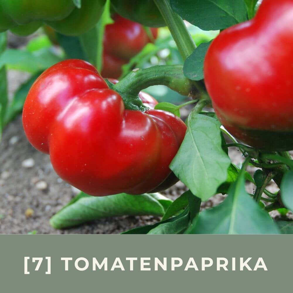 Zur Anzuchtanleitung für Tomatenpaprika 
