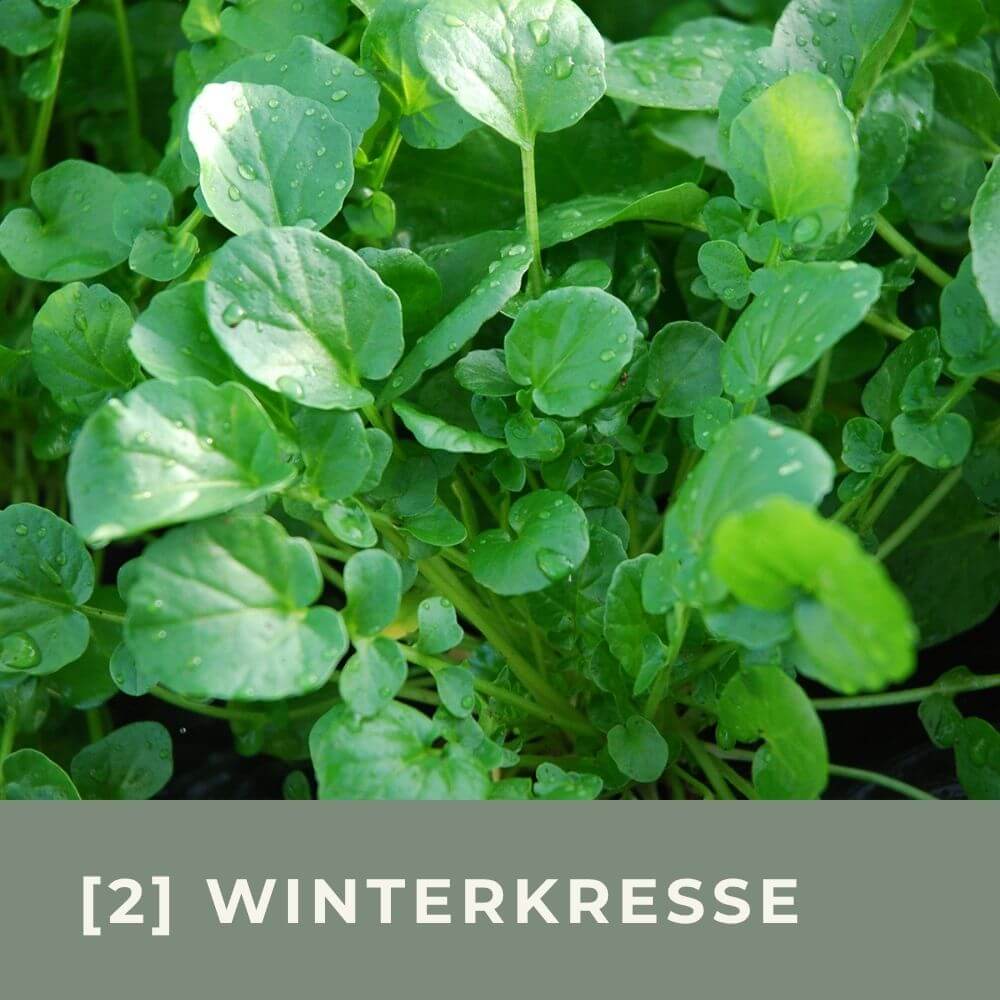 Zur Anzuchtanleitung für die Winterkresse