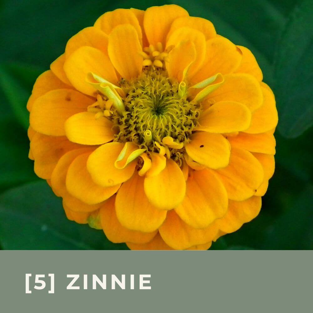 Zur Anzuchtanleitung für Zinnie Liliput Kanariengelb